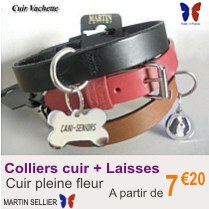 collier_chien